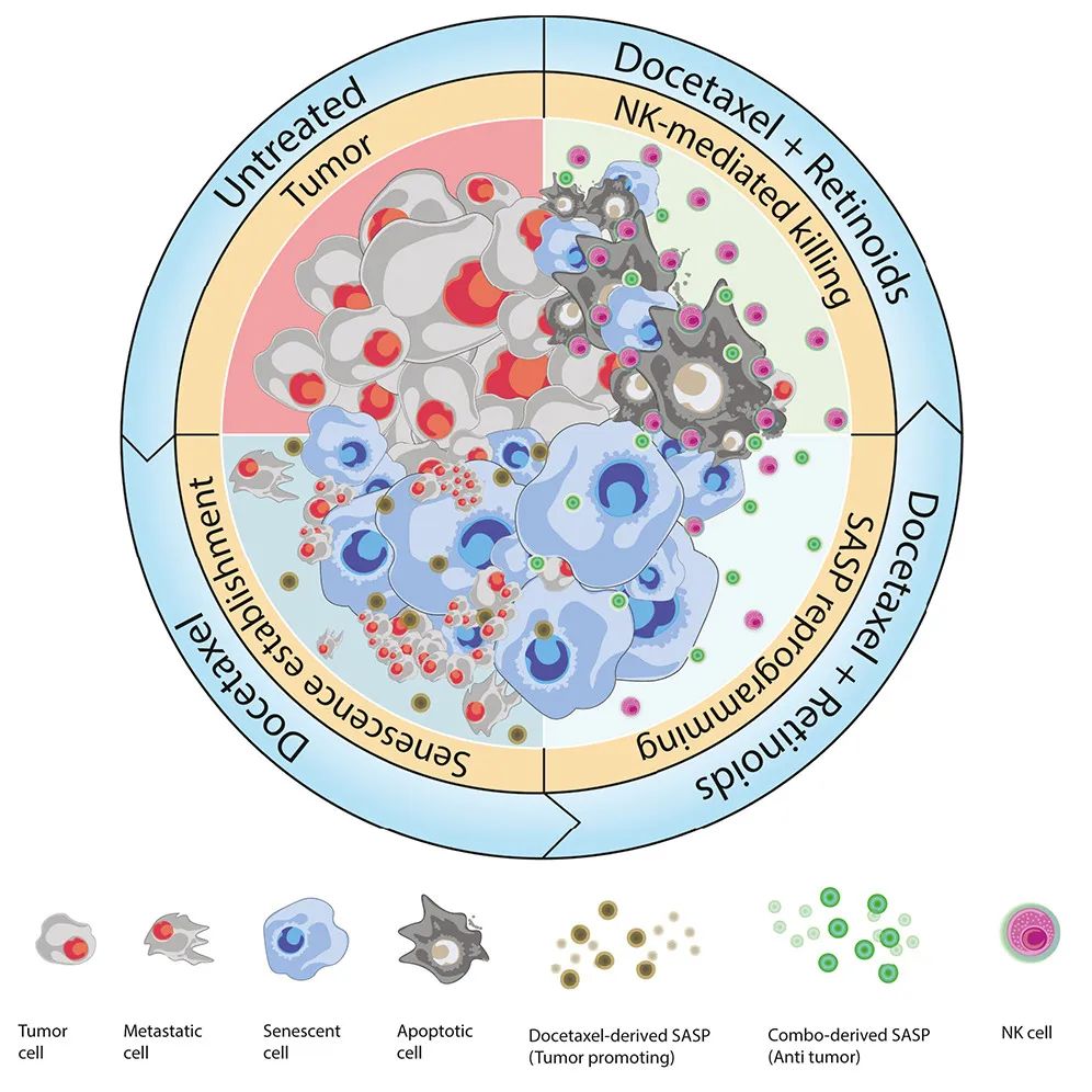 Cancer Cell：激活維A酸受體，可重編程衰老反應，增強NK細胞抗腫瘤活性